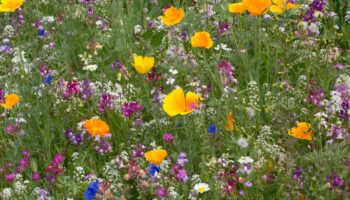 Les fleurs sauvages semées dans les villes, une bonne chose pour la biodiversité