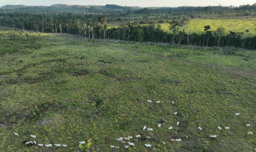 Agribusiness-friendly states in Brazil try to undo forest protections