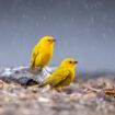 Les oiseaux divorcent davantage à cause de la pluie