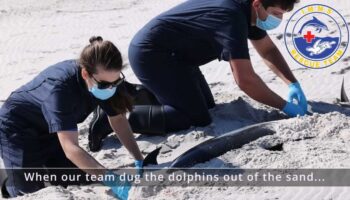 Four dolphins found dead on Mississippi's Petit Bois Island in 'very unusual event'