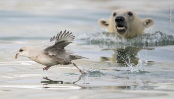 Vote for your winner of the Wildlife Photographer People’s Choice Award of the Year 2024