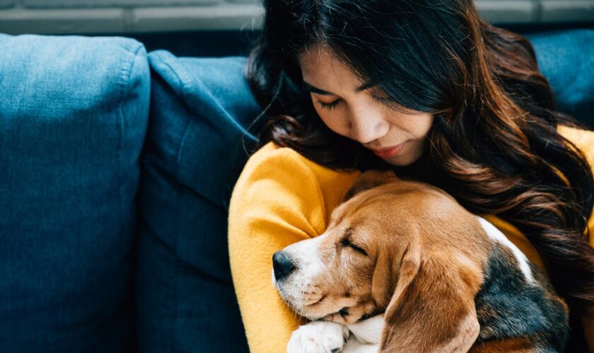 The people who treat their dogs like babies – and feel ‘mum guilt’ whenever they part