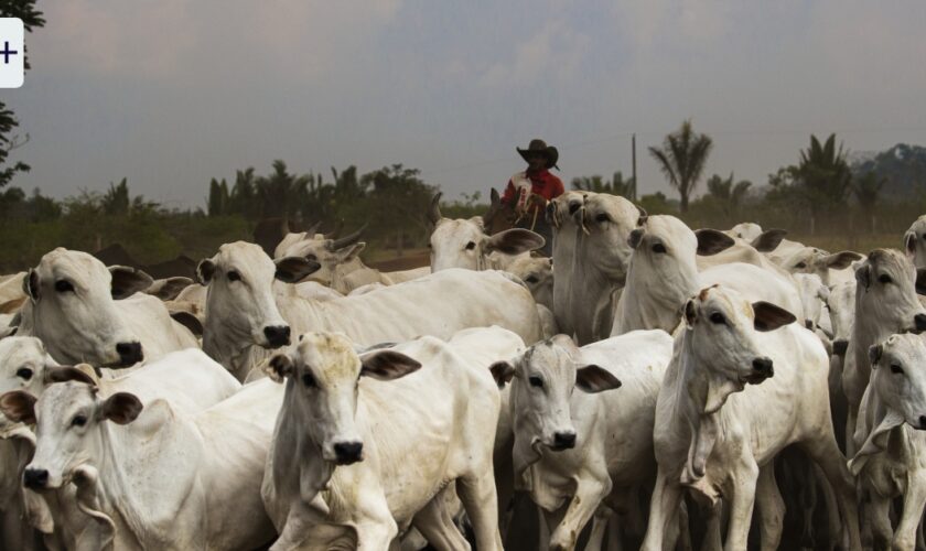 Mercosur-Abkommen liegt unterschriftsreif vor