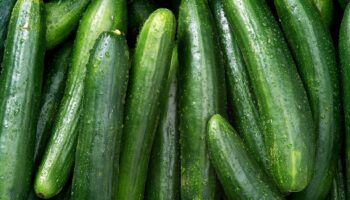 Salmonella outbreak prompts widespread cucumber recall in US and Canada