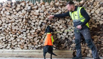 Cape SPC sniffer dog