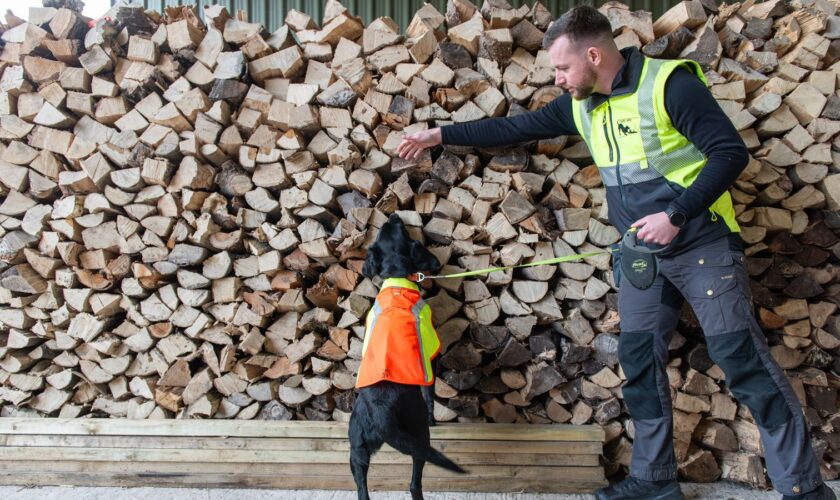 Cape SPC sniffer dog