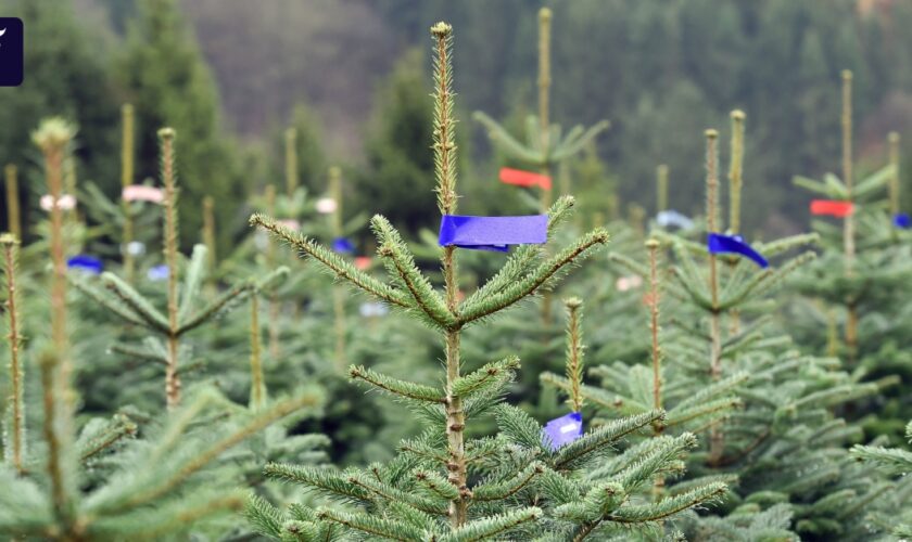 Bahn, Steuern, Weihnachtsbäume: Was sich für Verbraucher im Dezember ändert