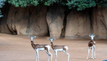 Bioparc Valencia forma un nuevo grupo de gacelas Mhorr en la lucha para salvarla de la extinción