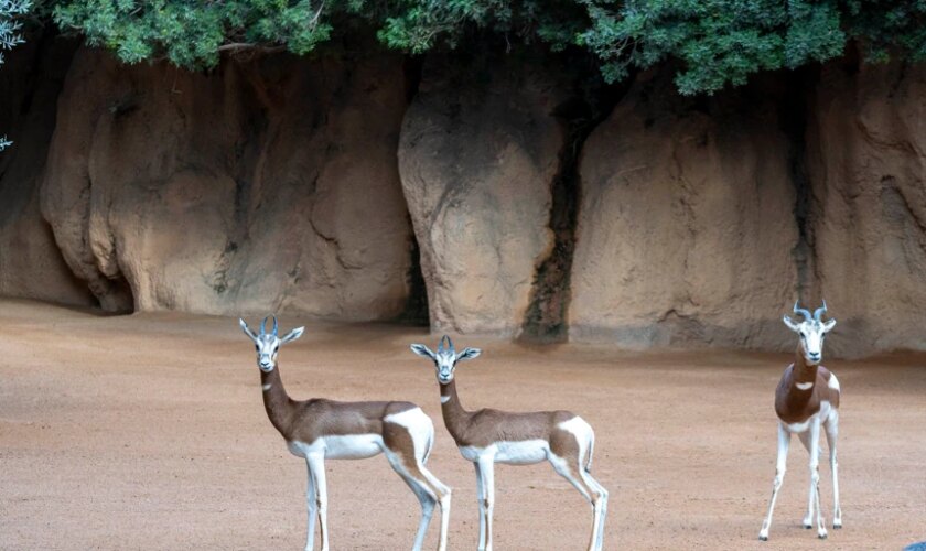 Bioparc Valencia forma un nuevo grupo de gacelas Mhorr en la lucha para salvarla de la extinción