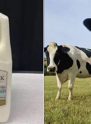 Bird flu virus found in California supermarket milk sparking huge product recall