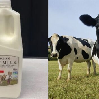 Bird flu virus found in California supermarket milk sparking huge product recall