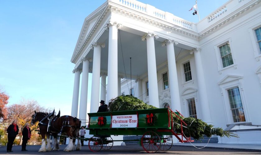 Der diesjährige Weihnachtsbaum stammt aus North Carolina. Foto: Susan Walsh/AP