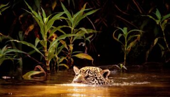 Brésil : dans les forêts du Pantanal, sur les traces du jaguar