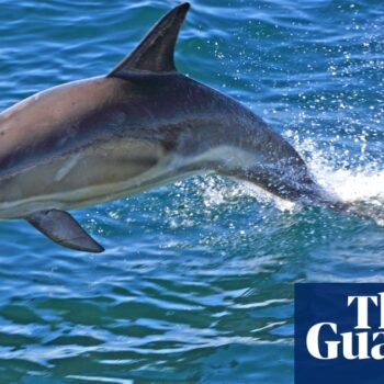 Butchered remains of dolphin discovered on New Jersey beach