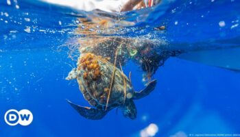 COP16: Umweltverbände ziehen gemischte Bilanz