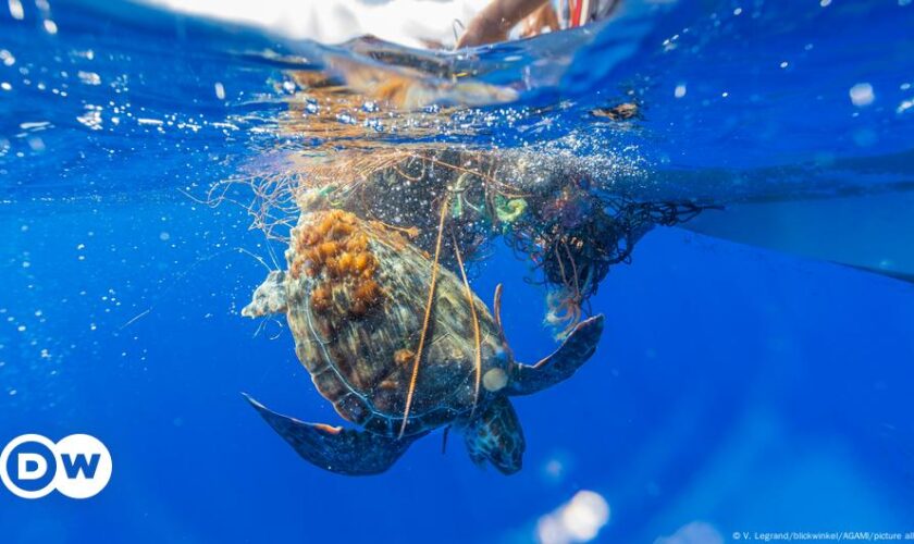 COP16: Umweltverbände ziehen gemischte Bilanz