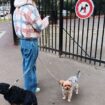 « C’est un peu le Google du chien » : PlayDogs, l’appli qui déniche les lieux accessibles à votre animal