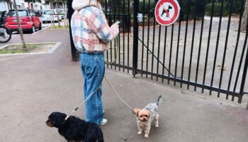 « C’est un peu le Google du chien » : PlayDogs, l’appli qui déniche les lieux accessibles à votre animal