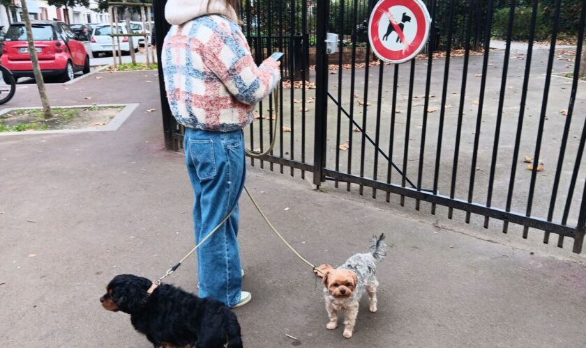 « C’est un peu le Google du chien » : PlayDogs, l’appli qui déniche les lieux accessibles à votre animal