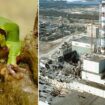 Chernobyl exclusion zone may be ready for humans to return after breakthrough mutant frog discovery