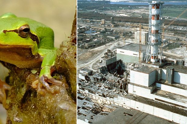 Chernobyl exclusion zone may be ready for humans to return after breakthrough mutant frog discovery