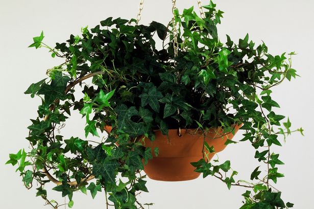 Common houseplant that is scientifically proven to remove dust from the air