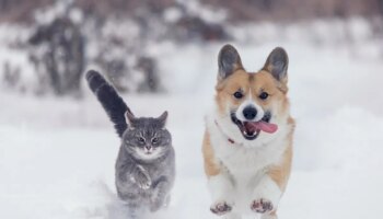 Cómo prevenir las enfermedades más comunes en perros y gatos durante el invierno