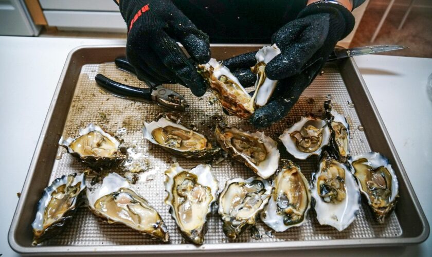 Des algues susceptibles de provoquer des pertes de mémoire pourraient se cacher dans nos fruits de mer