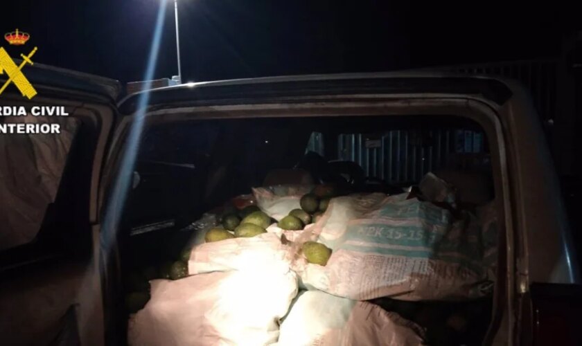 Detenidas tres personas por el robo de 560 kilos de aguacate en una finca de Utrera