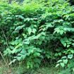 Do YOU live in a Japanese knotweed hotspot? Interactive map reveals locations in England suffering with the worst infestations of invasive plant