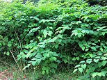 Do YOU live in a Japanese knotweed hotspot? Interactive map reveals locations in England suffering with the worst infestations of invasive plant