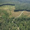 EU parliament delays, waters down law to slow deforestation