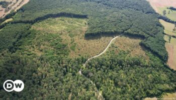 EU parliament delays, waters down law to slow deforestation