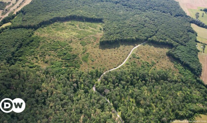 EU parliament delays, waters down law to slow deforestation