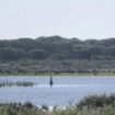 El catedrático de la Universidad de Sevilla Enrique Mateo presidirá el Consejo de Doñana