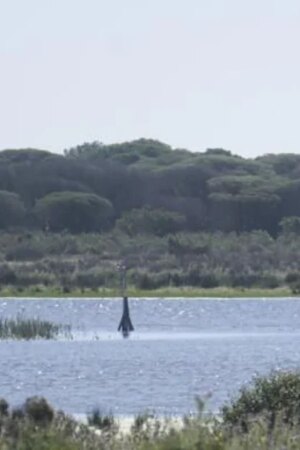 El catedrático de la Universidad de Sevilla Enrique Mateo presidirá el Consejo de Doñana