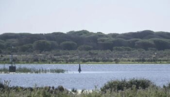 El catedrático de la Universidad de Sevilla Enrique Mateo presidirá el Consejo de Doñana