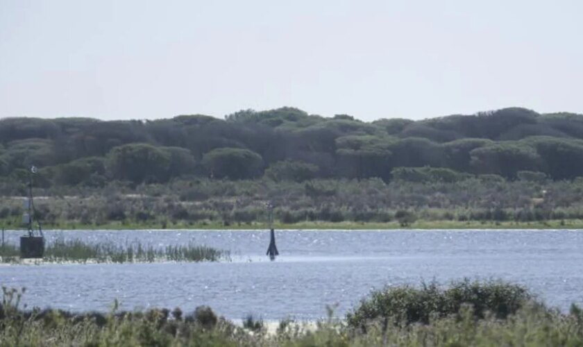 El catedrático de la Universidad de Sevilla Enrique Mateo presidirá el Consejo de Doñana