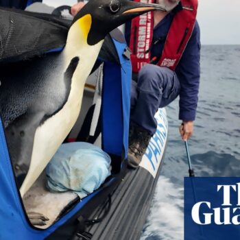 Emperor penguin that travelled 3,000km to West Australian beach begins long journey home