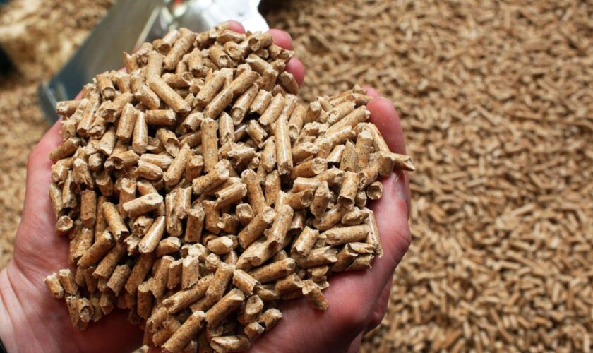 Das Energieunternehmen Leag übernimmt einen Holzpellet-Produzenten aus Schweden. (Symbolbild) Foto: picture alliance / Jens Bütt