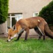 Expert's 14p hack to keep foxes out of your garden for good as they 'hate' smell