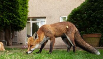 Expert's 14p hack to keep foxes out of your garden for good as they 'hate' smell