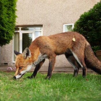 Expert's 14p hack to keep foxes out of your garden for good as they 'hate' smell