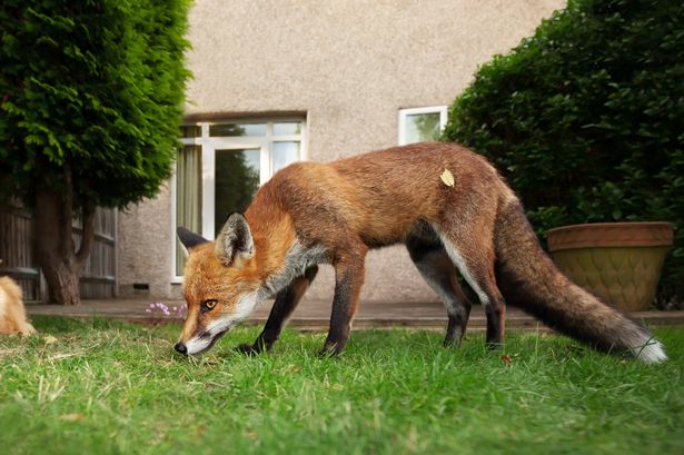 Expert's 14p hack to keep foxes out of your garden for good as they 'hate' smell