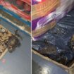 Filthy supermarket full of decomposing rats that gnawed through food packaging