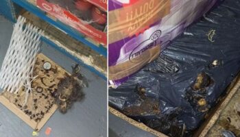 Filthy supermarket full of decomposing rats that gnawed through food packaging