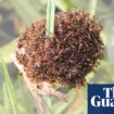 Fire ant rafts could float down Queensland river after recent heavy rains, expert warns