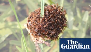 Fire ant rafts could float down Queensland river after recent heavy rains, expert warns