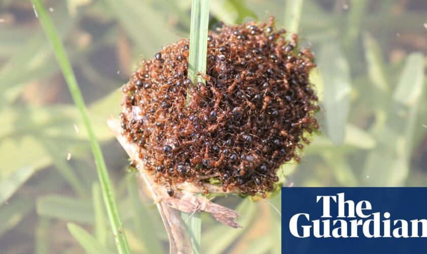 Fire ant rafts could float down Queensland river after recent heavy rains, expert warns