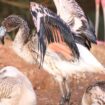 Flamingo chick escapes from Paignton Zoo sparking mass hunt in race against time